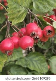 Attēlu rezultāti vaicājumam “Crataegus monogyna fruit”