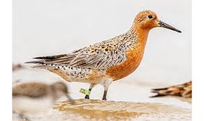 Attēlu rezultāti vaicājumam “Calidris canutus”