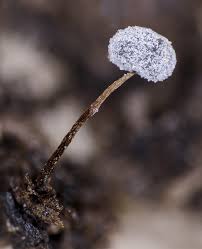 Attēlu rezultāti vaicājumam “Didymium aggregatum”