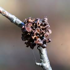 Attēlu rezultāti vaicājumam “Cetraria sepincola”