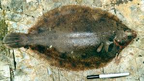 Image result for Microstomus kitt