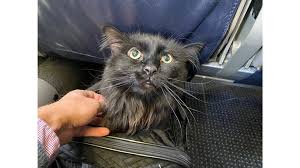 Image result for cat found
