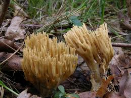 Attēlu rezultāti vaicājumam “Ramaria stricta”