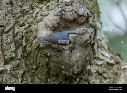 Attēlu rezultāti vaicājumam “Sitta europaea nest”