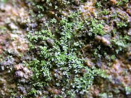 Attēlu rezultāti vaicājumam “Gyroweisia tenuis”