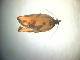 Attēlu rezultāti vaicājumam “Pandemis heparana”