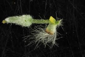 Attēlu rezultāti vaicājumam “Salix cinerea female flower”
