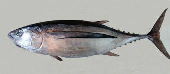 Image result for Thunnus alalunga