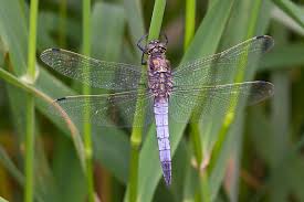 Attēlu rezultāti vaicājumam “Orthetrum cancellatum male”