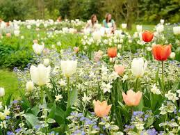 Attēlu rezultāti vaicājumam “Brunnera macrophylla flower”