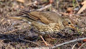 Attēlu rezultāti vaicājumam “Turdus philomelos adult”