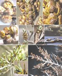 Attēlu rezultāti vaicājumam “Hippophae rhamnoides female flower”