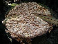 Attēlu rezultāti vaicājumam “Phellinus ferrugineofuscus”