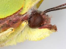 Attēlu rezultāti vaicājumam “Gonepteryx rhamni male”