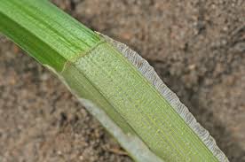 Attēlu rezultāti vaicājumam “Carex vulpina”