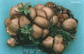 Attēlu rezultāti vaicājumam “Lycoperdon pyriforme”