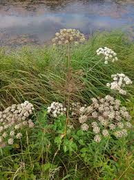 Attēlu rezultāti vaicājumam “Angelica sylvestris fruit”