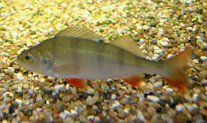 Attēlu rezultāti vaicājumam “Perca fluviatilis”