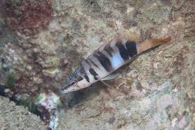 Image result for Serranus scriba