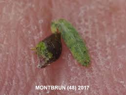 Attēlu rezultāti vaicājumam “Ambrosia artemisiifolia fruit”