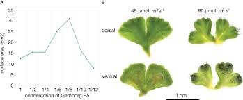 Attēlu rezultāti vaicājumam “Ricciocarpos natans”