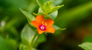 Attēlu rezultāti vaicājumam “Anagallis arvensis flower”