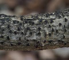 Attēlu rezultāti vaicājumam “Diatrype disciformis”