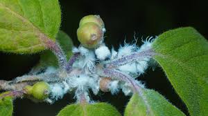 Attēlu rezultāti vaicājumam “Thecabius affinis imago”