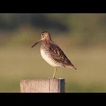 Image result for Gallinago delicata