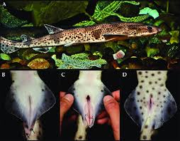 Image result for Scyliorhinus canicula