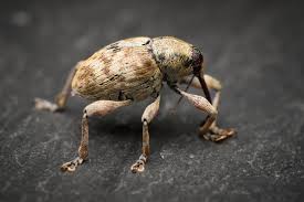 Attēlu rezultāti vaicājumam “Curculio venosus”