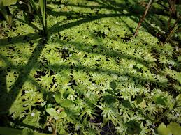 Attēlu rezultāti vaicājumam “Callitriche verna flower”
