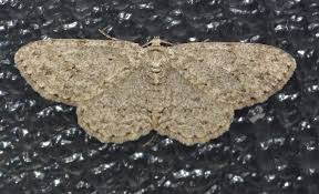 Attēlu rezultāti vaicājumam “Ectropis crepuscularia”