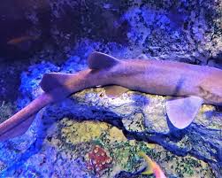 Image result for Ginglymostoma unami