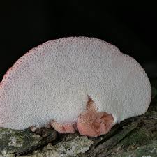 Attēlu rezultāti vaicājumam “Fistulina hepatica”