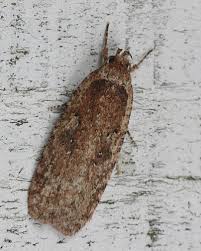 Attēlu rezultāti vaicājumam “Agonopterix ciliella imago”