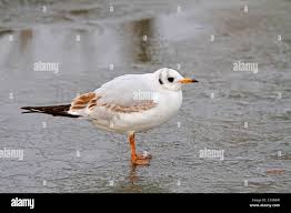 Attēlu rezultāti vaicājumam “Larus ridibundus juvenile”