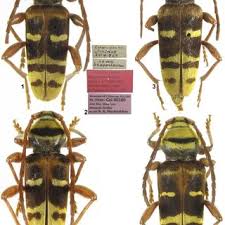 Attēlu rezultāti vaicājumam “Plagionotus detritus imago”