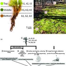 Attēlu rezultāti vaicājumam “Dicranum scoparium sporophyte”
