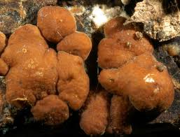 Attēlu rezultāti vaicājumam “Hypocrea rufa”