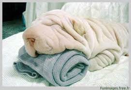 images?q=tbn:ANd9GcTSTKSyzbuM-Y88pUemFL0-vvx8zUGsjWEVzo-c1bYadQek_WKV&t=1