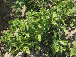 Attēlu rezultāti vaicājumam “Solanum tuberosum leaf”