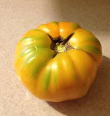 Afbeeldingsresultaat voor amana orange beefsteak tomato