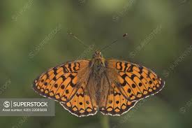 Attēlu rezultāti vaicājumam “Argynnis niobe”