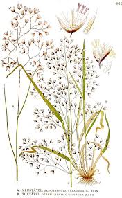 Attēlu rezultāti vaicājumam “Deschampsia flexuosa”