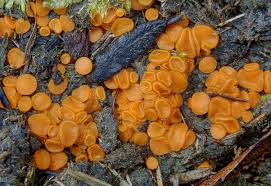 Attēlu rezultāti vaicājumam “Cheilymenia stercorea”