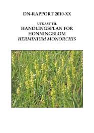 Attēlu rezultāti vaicājumam “Herminium monorchis fruit”