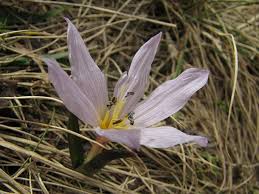 Attēlu rezultāti vaicājumam “Colchicum szovitsii subsp. szovitsii”