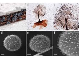 Attēlu rezultāti vaicājumam “Lamproderma pseudomaculatum”