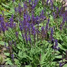 Image result for Salvia nemorosa
